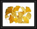 Ginkgo leaves - Framed 16x12 Print (40x30cm) by Science Photo Library