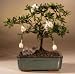 Bonsai Boy's Flowering Gardenia Bonsai Tree<br><i>(gardenia jasminoides)</i>