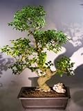 IMAGE OF Bonsai Boy's Flowering Ligustrum Bonsai Tree ligustrum lucidum