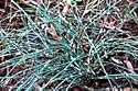 Ephedra sinica - Ma Huang 20 Seeds - From China - Herb