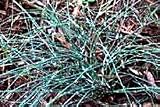 Ephedra sinica - Ma Huang 20 Seeds - From China - Herb