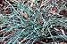 Ephedra sinica - Ma Huang 20 Seeds - From China - Herb