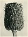 Grey thistle, capitulum (12x)