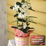 【送料無料！遅れてもうれしい母の日ギフト】マダガスカルジャスミン