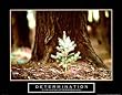 Determination - Little Pine, Motivational Poster