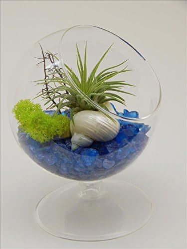 Air Plant Pedestal Stand Terrarium Blue Rocks, Sea Fan, Shell, Moss