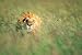 Male Lion Resting in Tall Grass - 24