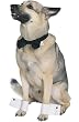 Dog Costumes - Strip N' Dog Costume