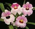 Miltonia Shadow Brook x Miltonia Anne Port Pink Satin Doll