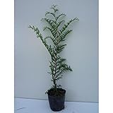 【5本セット】 ヒノキ 樹高0.5m前後 10.5cmポット ひのき 苗木 植木 苗 庭木 生け垣