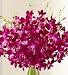Flowers by 1800Flowers - Exotic Breeze Orchids, 15-30 Stems