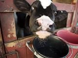 Calf with its Head Through the Stall Door, Pennsylvania Photographic Poster Print by Tim Laman, 12x9