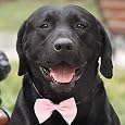 Choice of "Banquet" Tuxedo Satin Bow Tie for Dogs and Cats - S (10"-18")