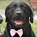 Choice of "Banquet" Tuxedo Satin Bow Tie for Dogs and Cats - S (10"-18")