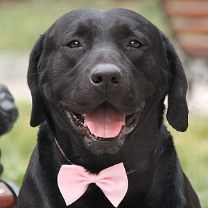Satin Tuxedo Wedding Bow Tie Collar for Dogs & Cats - Large, (adjustable 14-25 inches)