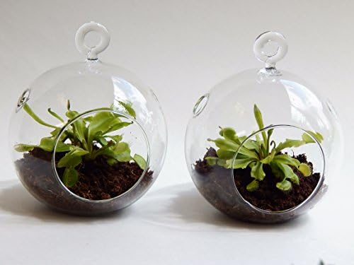 Venus Fly Trap Terrariums- 2 Pack