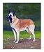 Belgian Malinois Animals Giclee Poster Print by Rhonda Watson, 16x20