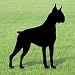 Pattern for Boxer Shadow