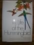 The Life of The Hummingbird