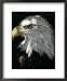 A Bald Eagle Sits in the Shade at the Dallas Zoo Associated Press Collection Framed Art Poster Print, 18x22
