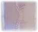 Primary Back Care DVD