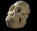Borneo Orangutan Skull, Female