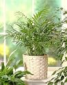 Parlor Palm 20 Seeds