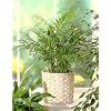 Parlor Palm 20 Seeds - Chamaedorea