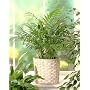 Parlor Palm 20 Seeds