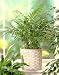 Parlor Palm 20 Seeds - Chamaedorea