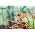 CARNIVOROUS PLANT - CAPE SUNDEW
