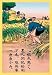 30 x 20 Stretched Canvas Poster Cutting the Rice Plants