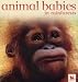 Animal Babies in Rainforests