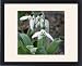 Framed Prints of Galanthus elwesii Grumpy from Ros Drinkwater
