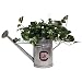 South Carolina Gamecocks Watering Can - NCAA College Athletics - Fan Shop Sports Team Merchandise