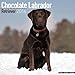 Chocolate Labrador Retriever Calendar - Only Dog Breed Chocolate Labrador Retriever Calendar - 2016 Wall calendars - Dog Calendars - Monthly Wall Calendar by Avonside