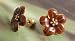 Fashion earrings 788 brown enamel floral studs
