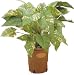 観葉植物ピュアメイト ポトス 50cm
