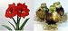 Outdoor Living : Amaryllis, Red Lion (3 Bulbs)