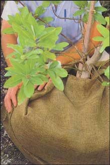 Dewitt 6 Feet x250 Feet Burlap Bulk