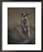 An Adult Meerkat (Suricata Suricatta) Stands on Lookout Framed Art Poster Print by Ma...