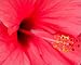 Photographic Prints of Hibiscus flower from ClownFish Photo