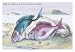 The Sea Bream and the Axillary Bream 24x36 Giclee