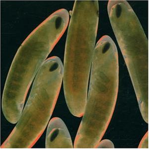 CD-Charts  Search : Flight of the Wounded Locust