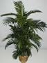 NEW! 4' Tropical Areca Palm Tree