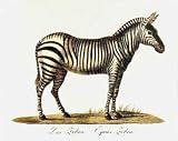 Zebra von Karl Brodtmann, 46x36