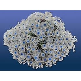 Natures Image No. 118A Goniopora White 7in x 6.5in x 3.5in Anthelia Coral Reproduction by Natures Image
