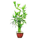 Brussel's Lucky Bamboo Plant