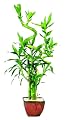 Brussel's Lucky Bamboo Plant