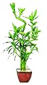 Brussel's Lucky Bamboo Plant